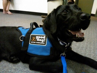 Gus is a trained Autism Service Dog