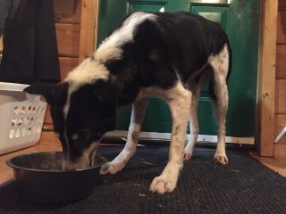 After a week of no appetite and little water, Hana finally digs into a bowl of food.
